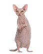 chimera with Angry hairless Sphinx cat and rat's body against white background