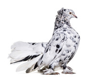 English Fantail Pigeon Standing Against White Background