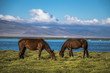 Horses near Song kul lake