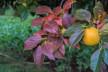 Caco Fruit During The Autumn Season