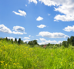 Wall Mural - summer landscape with flowering wild flowers on meadow