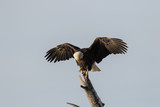 Fototapeta  - eagle perched