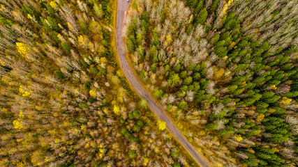 Wall Mural - beautiful yellow-green forest with a bird's eye view