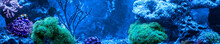 Reef Tank, Marine Aquarium Full Of Fishes And Plants. Horizontal Photo Banner For Website Header. Tank Filled With Water For Keeping Live Underwater Animals.