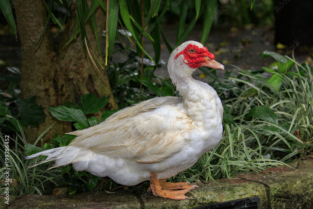 Image of Musky duck or indoda, Barbary duck with red nasal corals ...