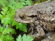 Profil de grenouille