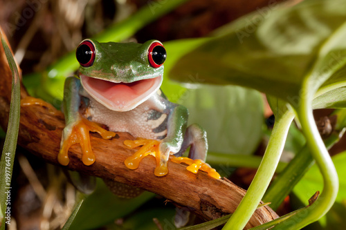 Zdjęcie: Red-eyed tree frog smile Red-eyed tree frog smile