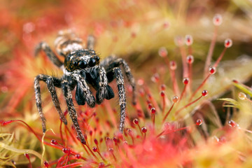 Wall Mural - Jumping spider and sundew drops