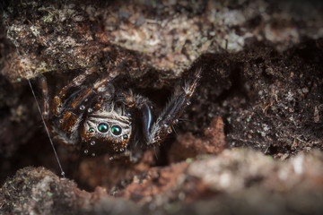 Wall Mural - Jumping spider masking on the tree bark