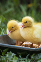 Portrait Of Couple Of Cute Little Yellow Baby Fluffy Muscovy Ducklings In Green Grass
