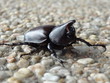 drole de scarabée