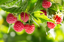 Ripe Raspberries In A Garden