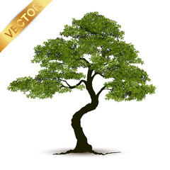 Wall Mural - Beautiful tree Realistic  on a white background.