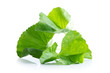 leaf of gotu kola asiatic pennywort on white