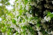 Jasmine bush with small white flowers