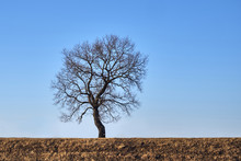A Lone Tree Without Leaves. Isolate. Free Space