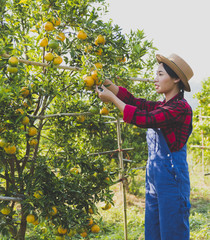 woman farmer harvest picking fruits in orange orchard.orange tree