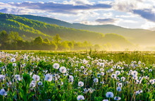 Dandelion Field On Foggy Sunrise. Beautiful Agricultural Scenery In Mountains