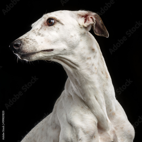 Cuadros en Lienzo Greyhound Dog Isolated on Black Background in studio