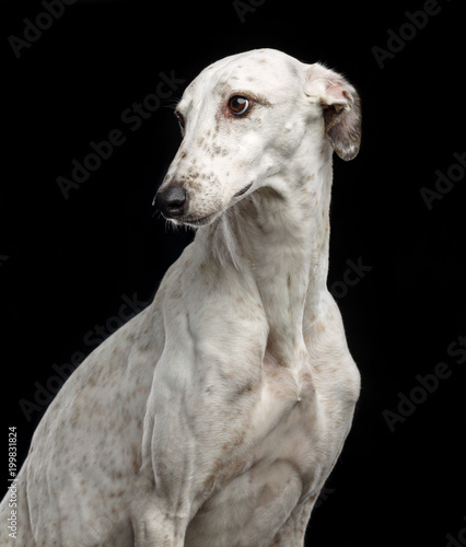 Fotografía Greyhound Dog Isolated on Black Background in studio