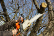 © encierro - Man cutting branch tree using chainsaw