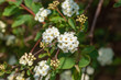 © Shane Kennedy - Focus on Small Group of Spiraea Flowers