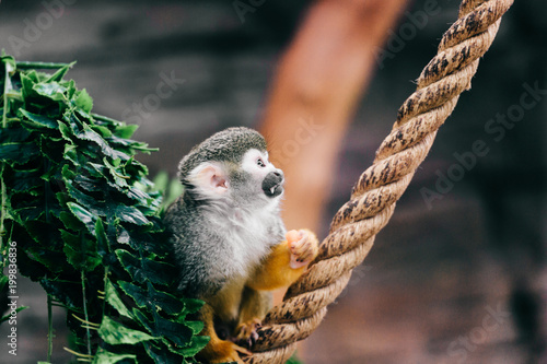Cuadros en Lienzo Funny little mokeys subspecies in european zoo