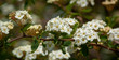 © Shane Kennedy - Spiraea Branch With Flowers