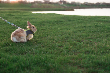 rabbit harness