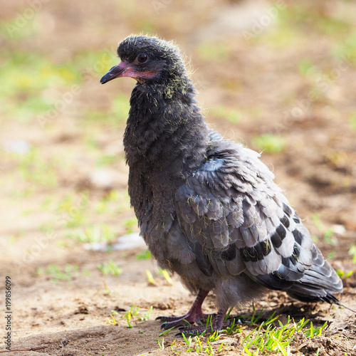 young fledgling pigeon