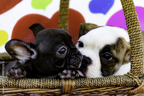 White And Tan English Bulldog Puppy Kissing A Black French Bulldog