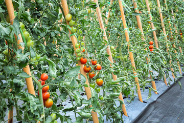 Poster - Tomato planted in the field.