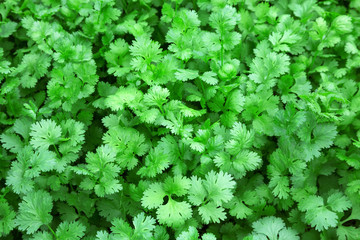 Poster - The details of the coriander leaves, vegetables, herbs for food.