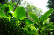 Jungle forest with alocasia macrorrhizos and banana leaves landscape