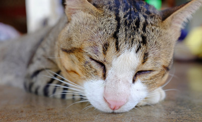 Wall Mural - Close-up sleeping thai striped cat.