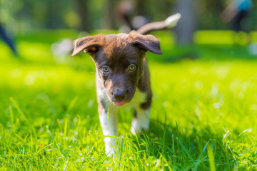 Cute puppy portrait on natural blurred background