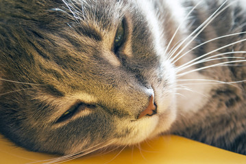 cat portrait close-up