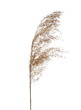 Dry common bulrush, isolated on white background with clipping path