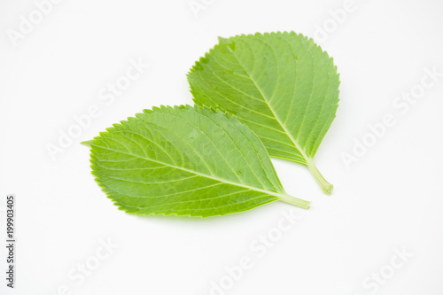 白背景のあじさいの葉っぱ Stock 写真 Adobe Stock