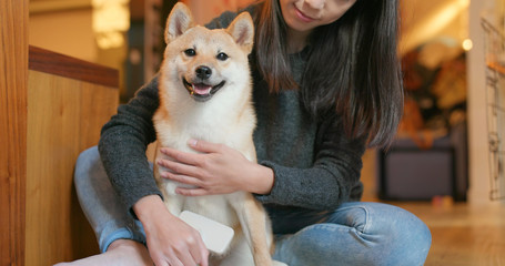 Poster - Woman brush her shiba inu dog at home