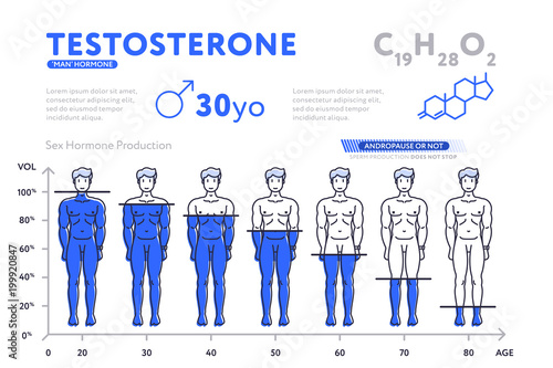 Flat design of infographic diagram showing male hormone ... men ce diagram t 