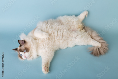 Fotografija regdoll male cat looks loke been drunk