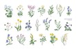 Collection of detailed drawings of different botanical flowers and decorative flowering plants isolated on white background. Bundle of elegant floral decorations. Colorful realistic vector