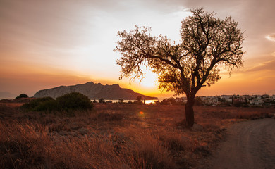 Tree silhouette on sunset background, Aegina, Greece