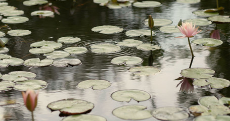 Canvas Print - Pink waterlily in lake