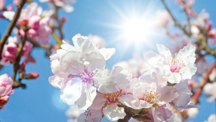 Fotomurales - Glückwunsch, alles Liebe: zarte, duftende Mandelblüten vor blauem Frühlingshimmel :)