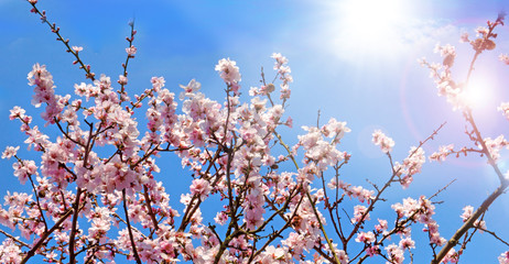 Fotomurales - Glückwunsch, alles Liebe: Zarte, duftende, verträumte Kirschblüten vor blauem Frühlingshimmel :)