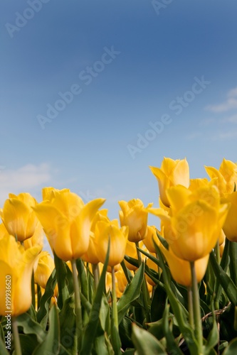 Plakat Pole tulipanów kwitnienia.
