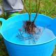 Planting plants step by step / ornamental shrub - root irrigation before planting