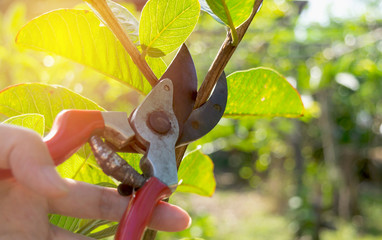  pruning trees with pruning shears in the garden on nature background.